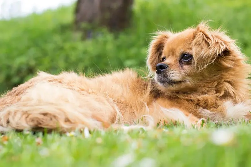 Hình ảnh chó Pekingese 15