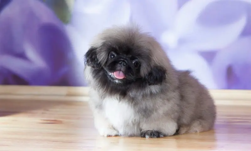 Hình ảnh chó Pekingese 16