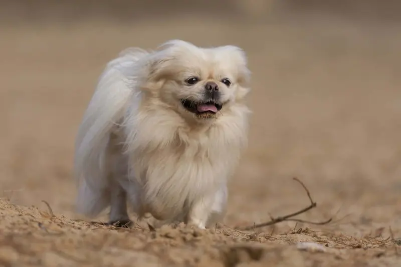 Hình ảnh chó Pekingese 17