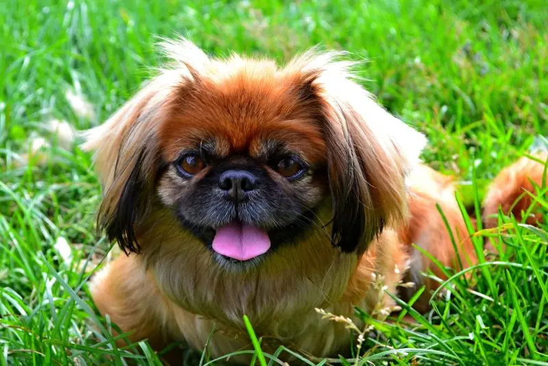 Hình ảnh chó Pekingese 18