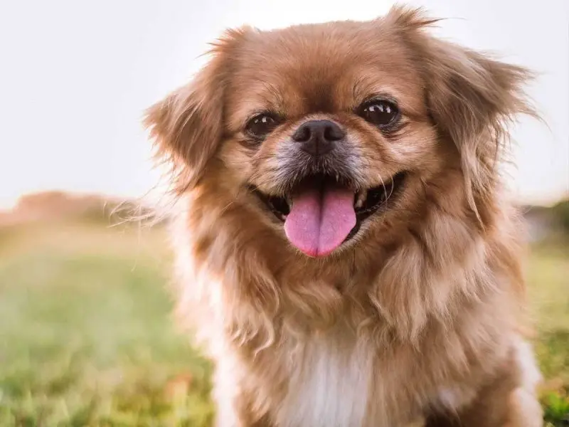 Hình ảnh chó Pekingese 19