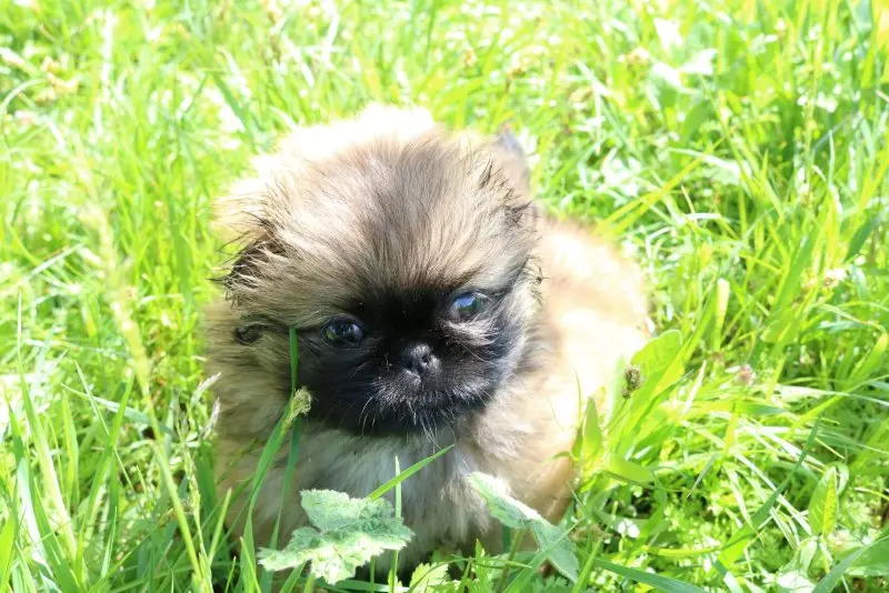 Hình ảnh chó Pekingese 21