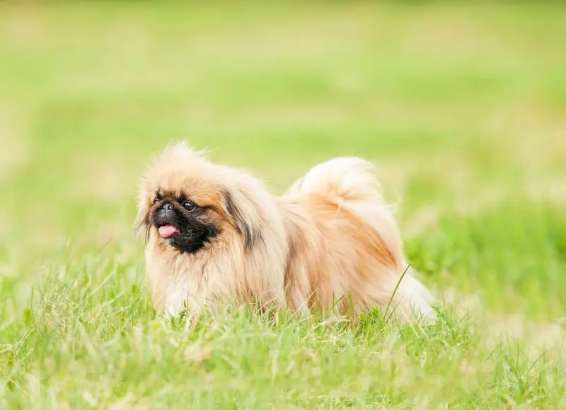 Hình ảnh chó Pekingese 22