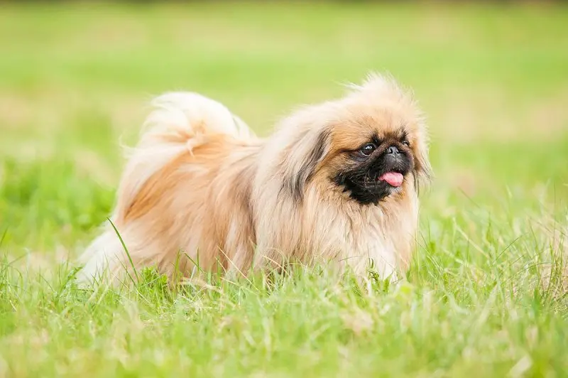 Hình ảnh chó Pekingese 23