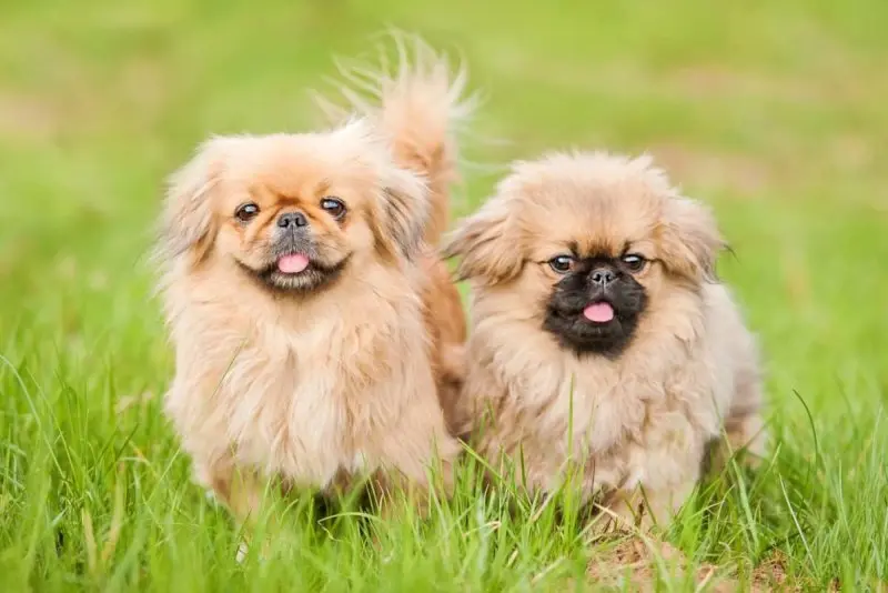 Hình ảnh chó Pekingese 24