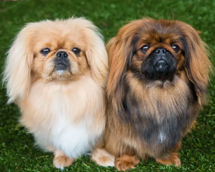 Hình ảnh chó Pekingese 25