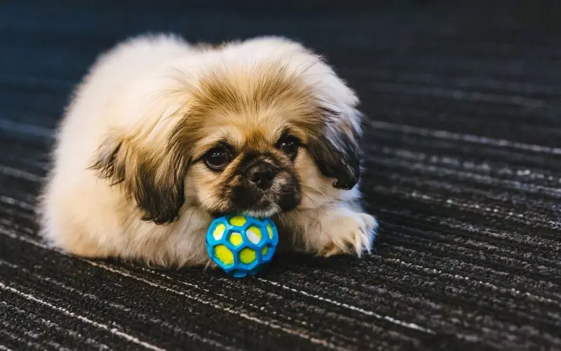 Hình ảnh chó Pekingese 26