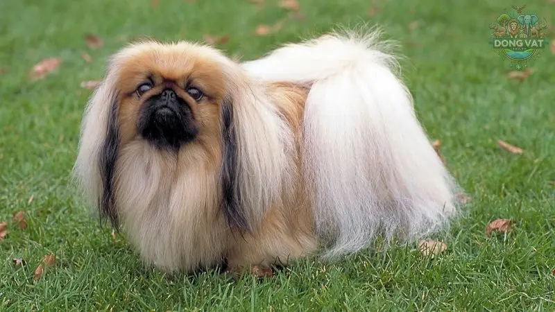 Nguồn gốc của chó Pekingese 1