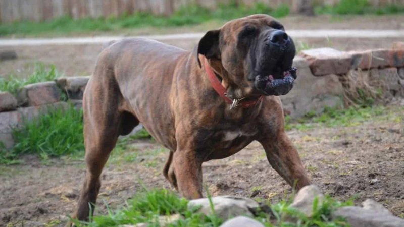 Đặc điểm của chó Perro de Presa Canario 1