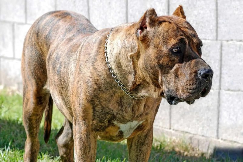 Cách chăm sóc chó Perro de Presa Canario 1