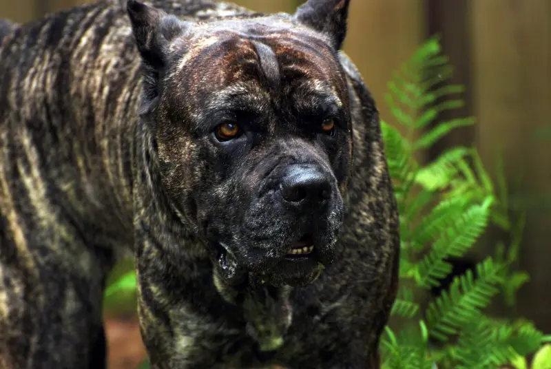 Cách chăm sóc chó Perro de Presa Canario 3