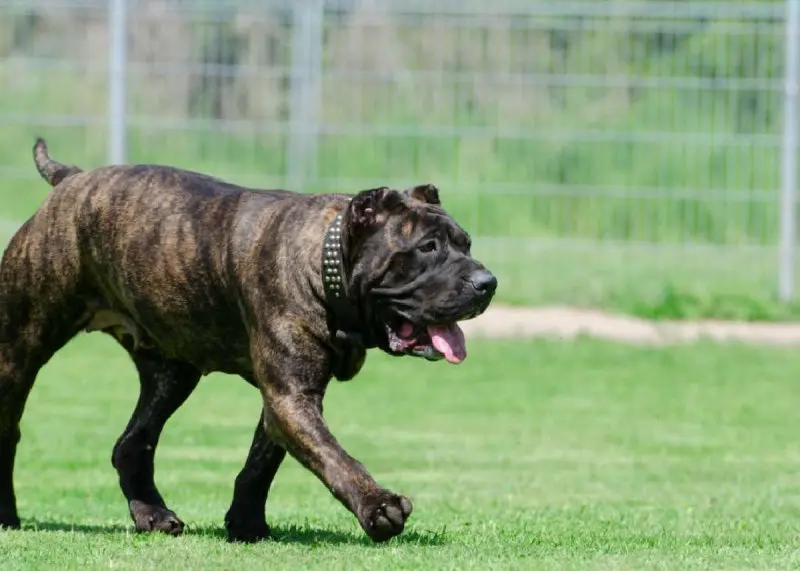 Vấn đề sinh sản của chó Perro de Presa Canario