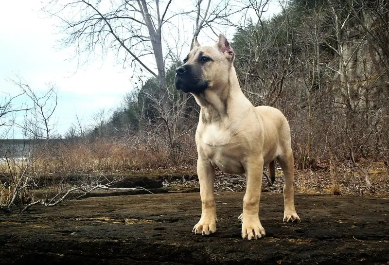 Hình ảnh chó Perro de Presa Canario 1