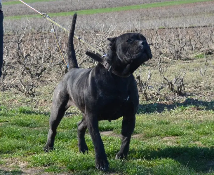 Hình ảnh chó Perro de Presa Canario 2