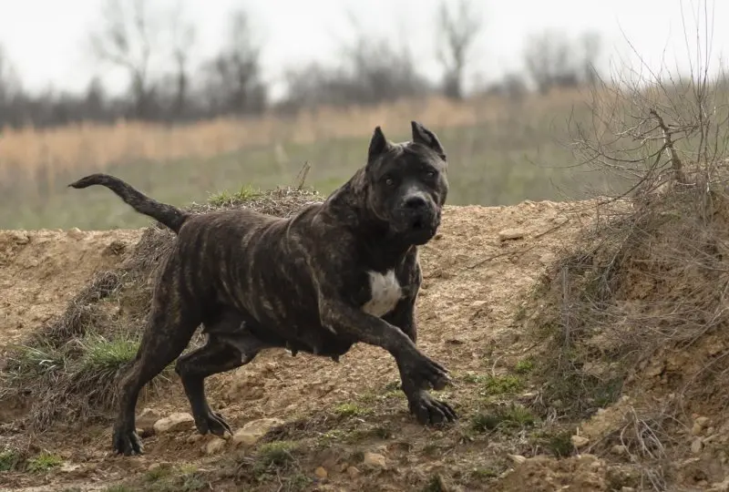 Hình ảnh chó Perro de Presa Canario 3