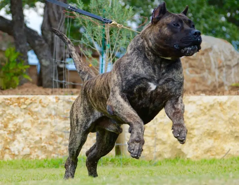 Hình ảnh chó Perro de Presa Canario 4