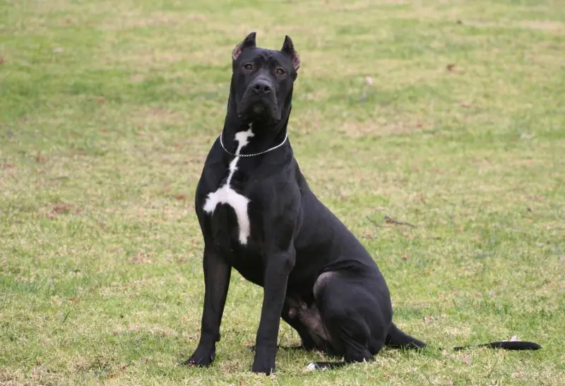 Hình ảnh chó Perro de Presa Canario 5