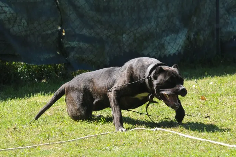 Hình ảnh chó Perro de Presa Canario 6