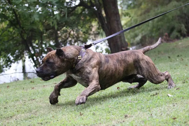 Hình ảnh chó Perro de Presa Canario 7