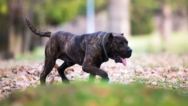 Hình ảnh chó Perro de Presa Canario 8