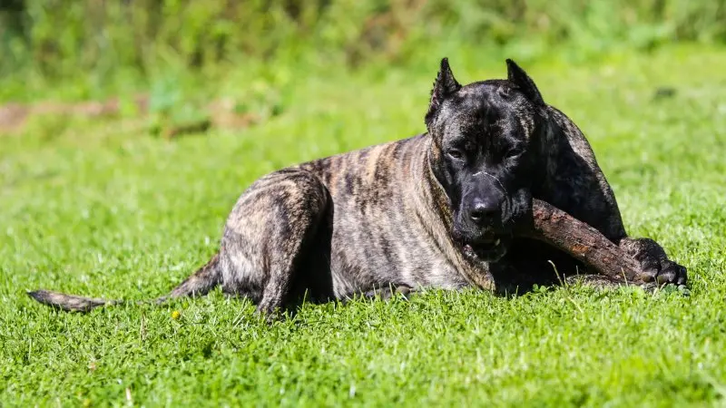 Hình ảnh chó Perro de Presa Canario 9