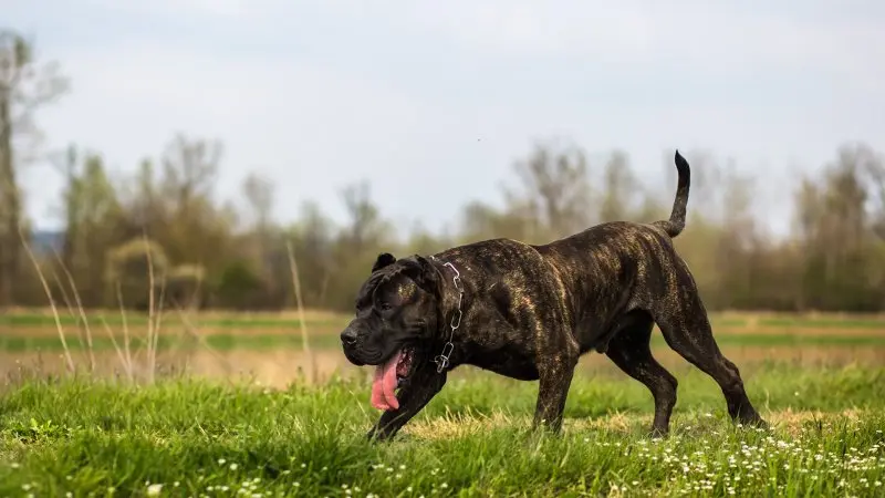 Hình ảnh chó Perro de Presa Canario 10