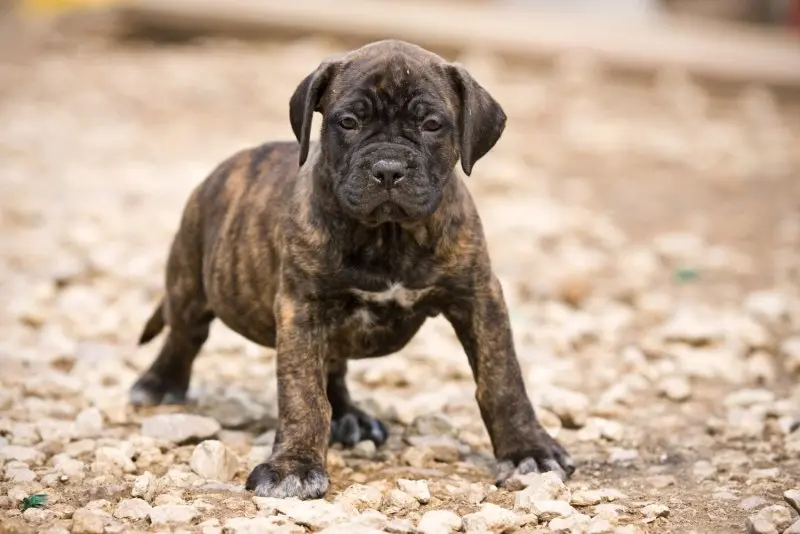 Hình ảnh chó Perro de Presa Canario 11