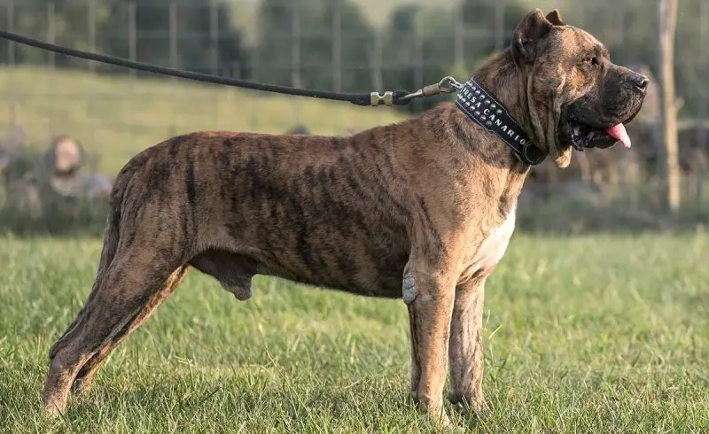 Hình ảnh chó Perro de Presa Canario 12