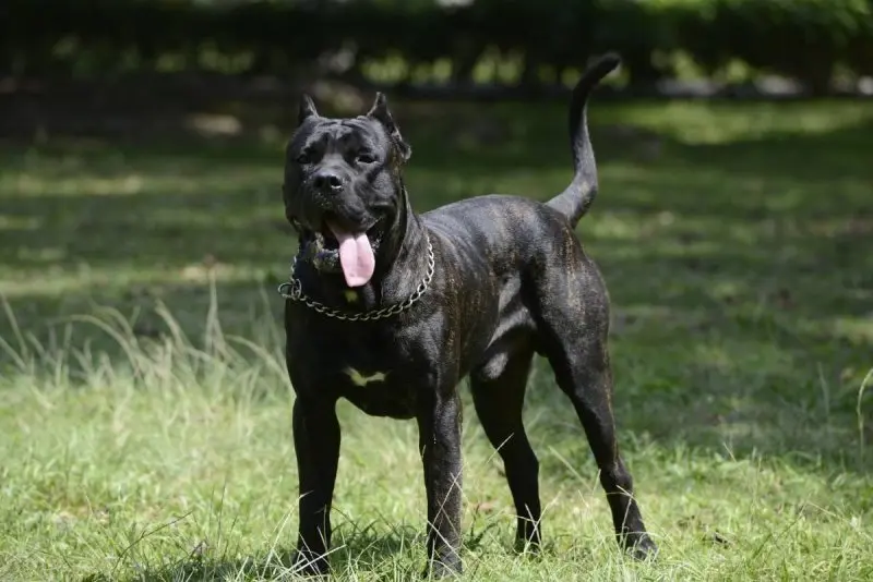 Hình ảnh chó Perro de Presa Canario 13