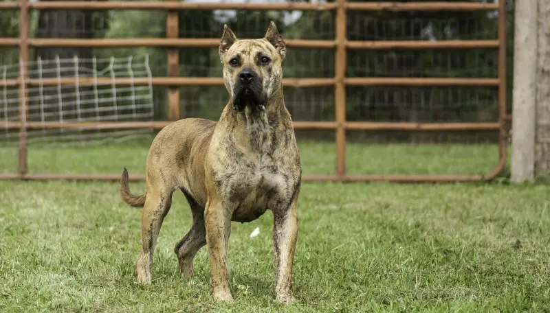 Hình ảnh chó Perro de Presa Canario 14