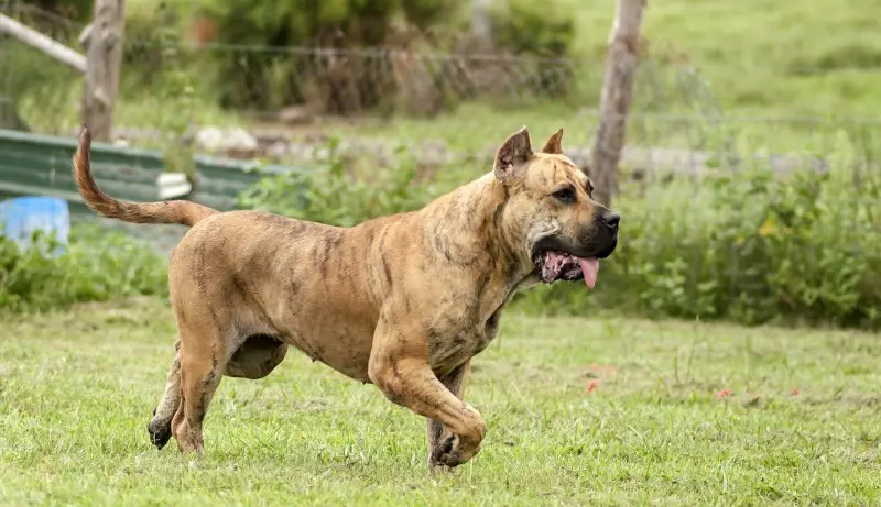 Hình ảnh chó Perro de Presa Canario 15