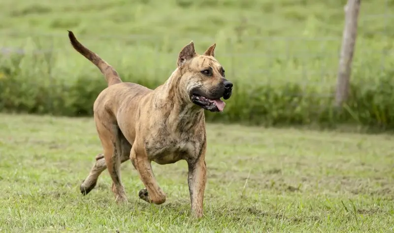 Hình ảnh chó Perro de Presa Canario 16