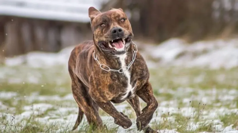 Hình ảnh chó Perro de Presa Canario 17