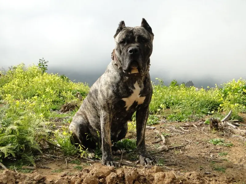 Hình ảnh chó Perro de Presa Canario 18