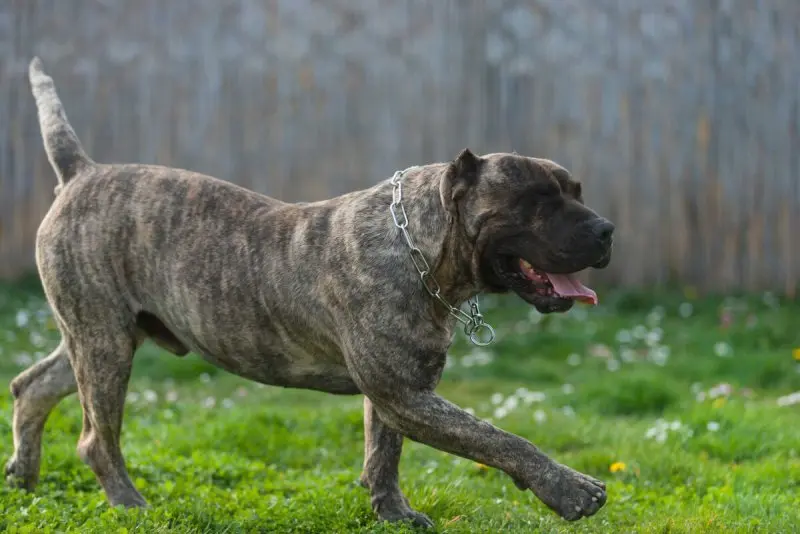 Hình ảnh chó Perro de Presa Canario 19