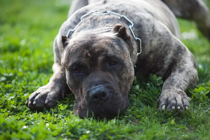 Hình ảnh chó Perro de Presa Canario 20