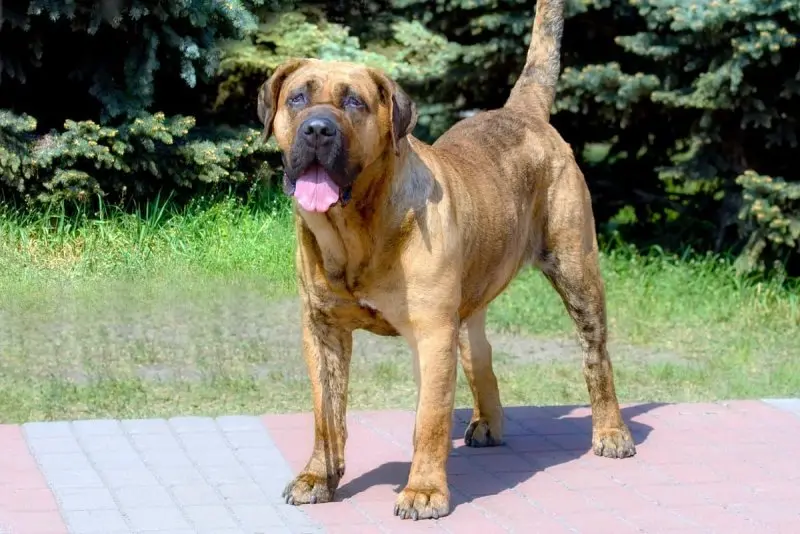 Hình ảnh chó Perro de Presa Canario 21