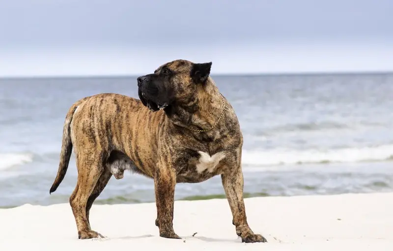 Hình ảnh chó Perro de Presa Canario 22