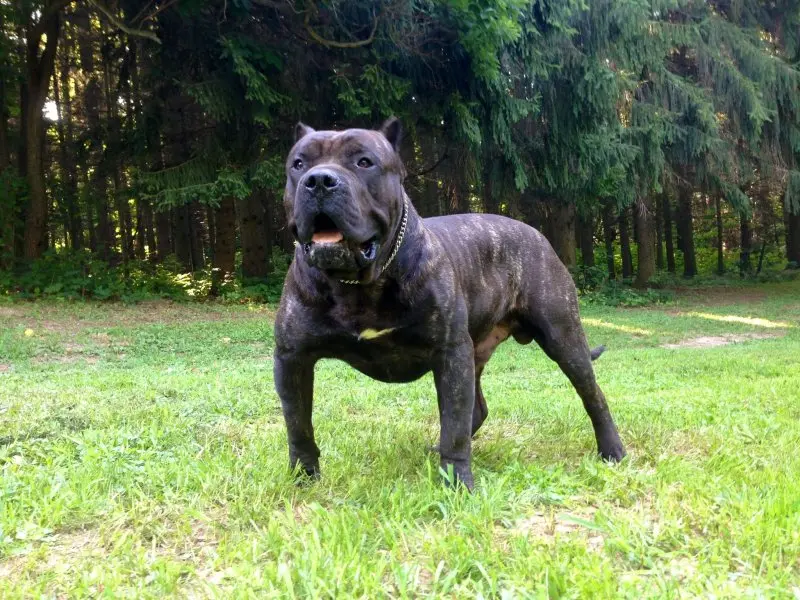 Hình ảnh chó Perro de Presa Canario 23