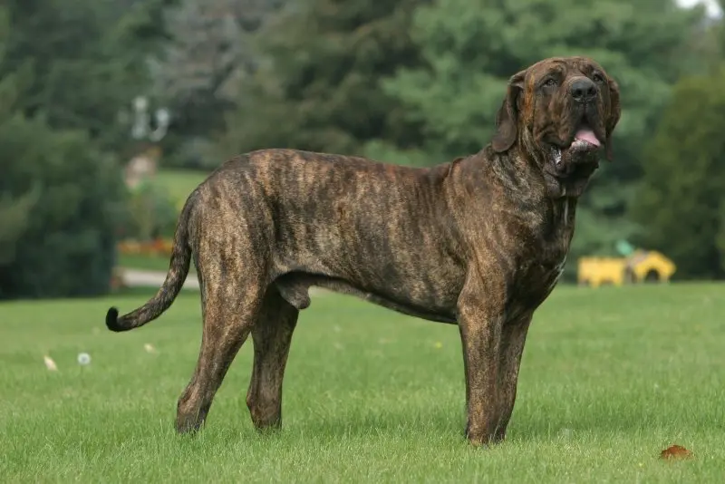 Chó Perro de Presa Canario có nguồn gốc từ đâu?