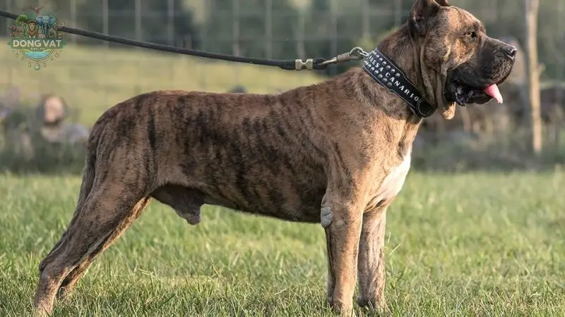 Chó Perro de Presa Canario - Giống chó hung dữ nhất thế giới