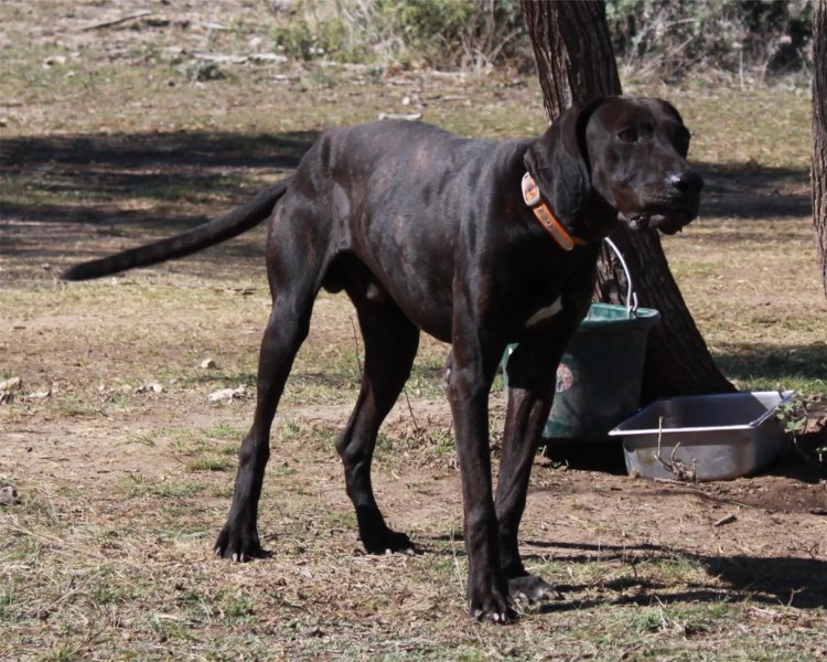 Nguồn gốc của chó Plott Hound