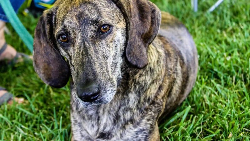 Cách chăm sóc chó Plott Hound 1