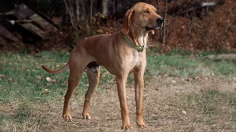 Tuổi thọ và sức khỏe của chó Plott Hound