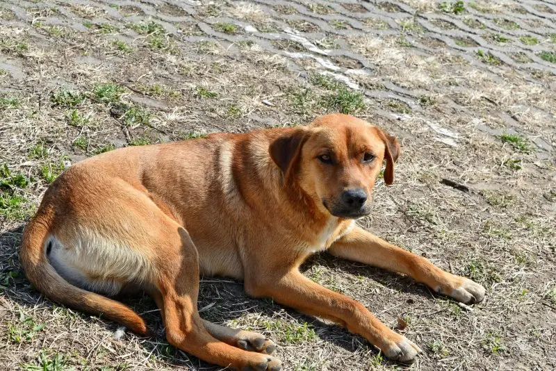 Hình ảnh về chó Plott Hound 1