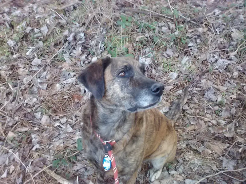 Hình ảnh về chó Plott Hound 2