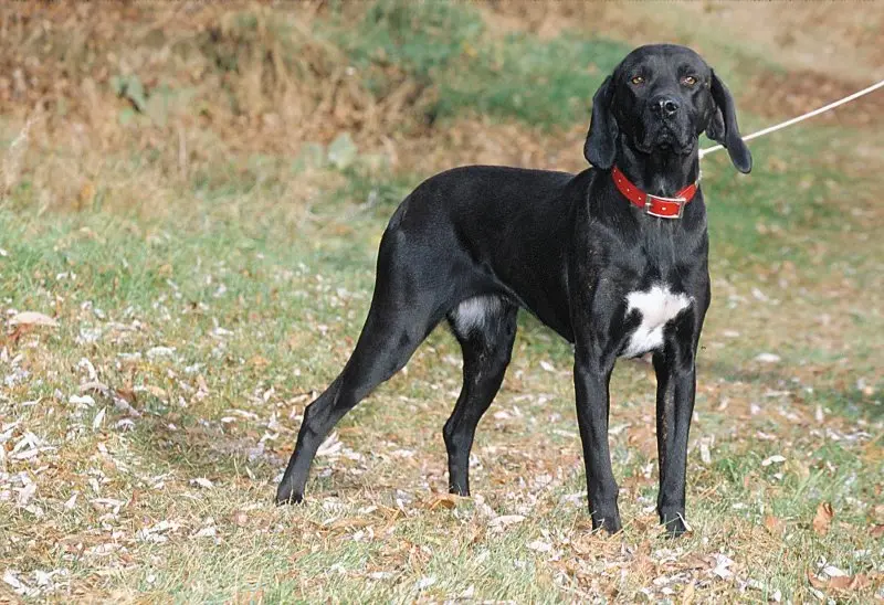 Hình ảnh về chó Plott Hound 3