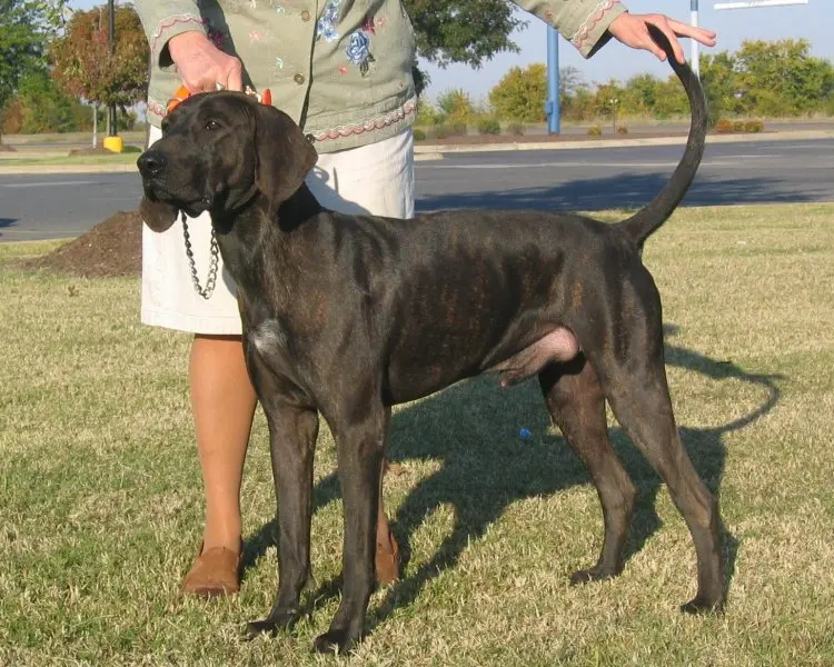 Hình ảnh về chó Plott Hound 4