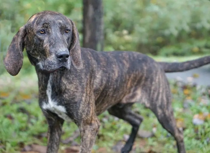 Hình ảnh về chó Plott Hound 5