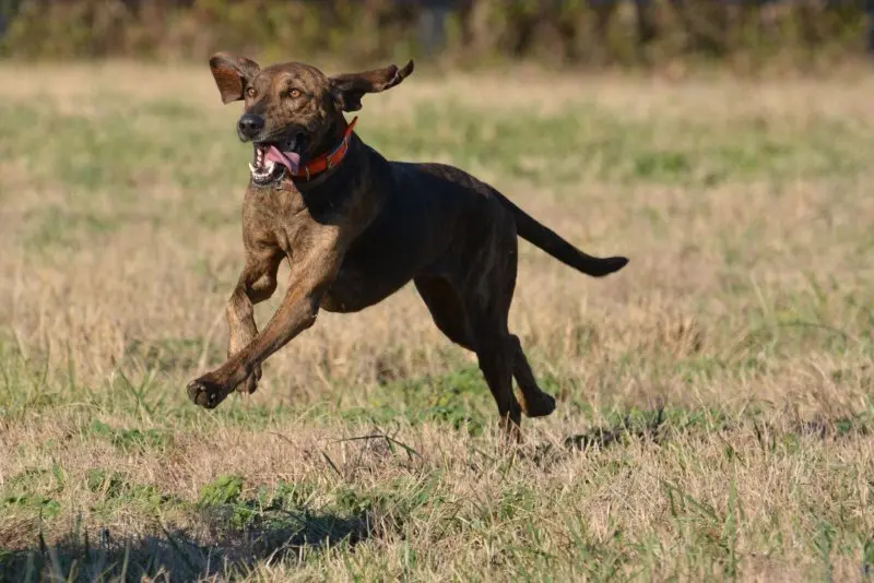 Hình ảnh về chó Plott Hound 6